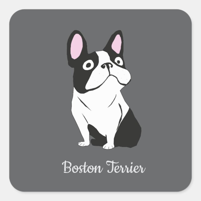 Adesivo Quadrado Terrier de Boston (Frente)