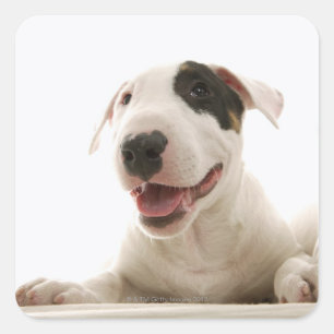 Adesivo Quadrado Terrier de Bull