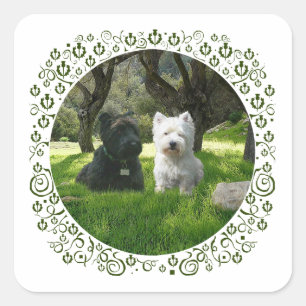 Adesivo Quadrado Terriers Escoceses e West Highland Greenwood