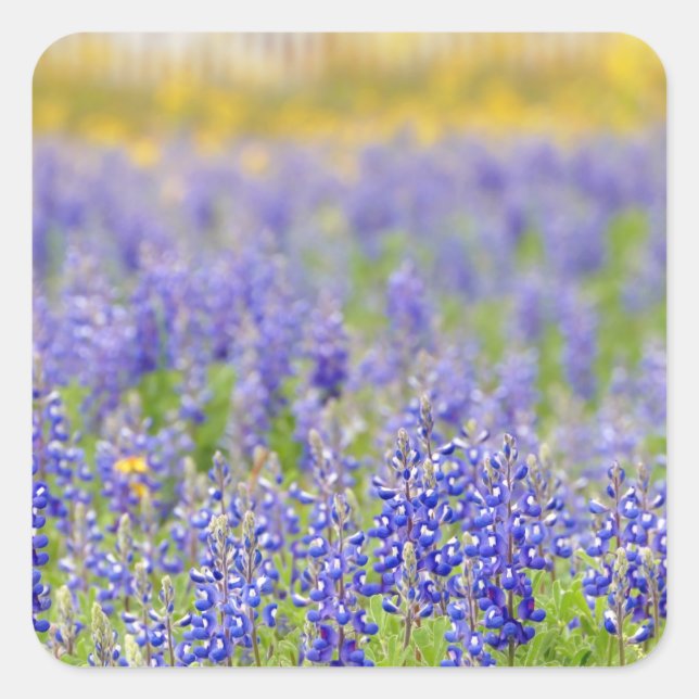 Adesivo Quadrado Texas Bluebonnets (Frente)