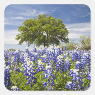 Adesivo Quadrado Texas bluebonnets(lupinus texensis) e carvalho