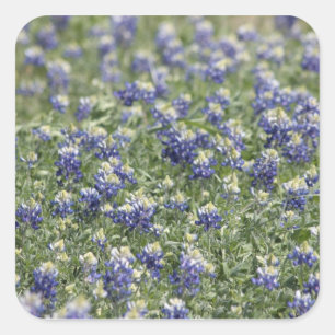 Adesivo Quadrado Texas Bluebonnets Photograph Series #11