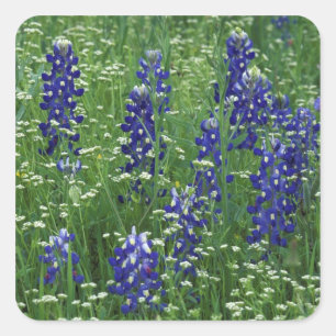 Adesivo Quadrado Texas, Lago Buchanan. Texas Bluebonnet e Selvagem