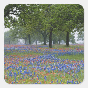 Adesivo Quadrado Texas, Texas Hill Country, pincel de Texas e