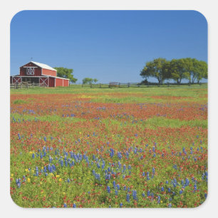 Adesivo Quadrado Texas, Texas Hill Country, pincel texano