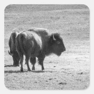 Adesivo Quadrado The Mighty Buffalo