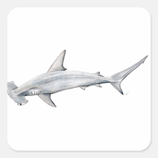 Adesivo Quadrado Tiburon martillo - Tubarão-cabeça-martelo (Frente)