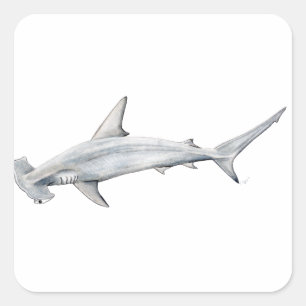 Adesivo Quadrado Tiburon martillo - Tubarão-cabeça-martelo