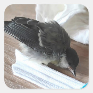 Adesivo Quadrado Tidi, meu Pássaro, o Parus Major