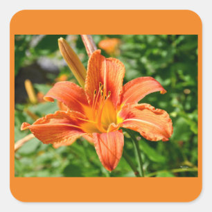 Adesivo Quadrado Tiger Lily - Sticker