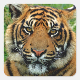 Adesivo Quadrado Tigre