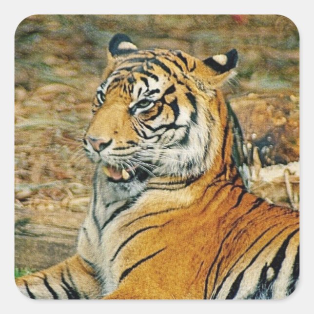 Adesivo Quadrado Tigre (Frente)
