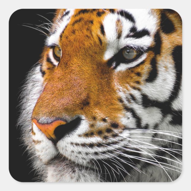 Adesivo Quadrado Tigre (Frente)
