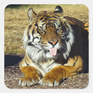 Adesivo Quadrado Tigre com um tude do `
