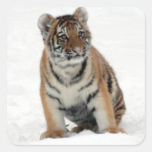 Adesivo Quadrado Tigre Cub