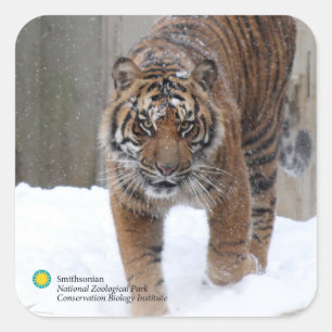 Adesivo Quadrado Tigre Damai de Smithsonian   Sumatran