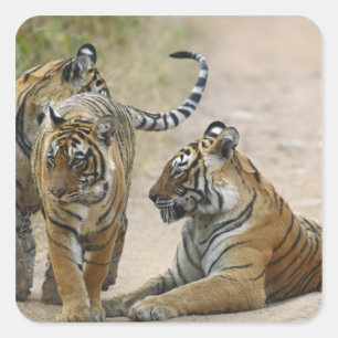 Adesivo Quadrado Tigre-de-bengala e filhotes, Ranthambhor