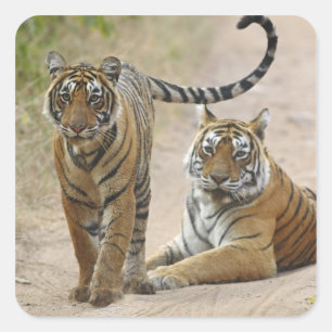 Adesivo Quadrado Tigre-de-bengala-real e filhote, Ranthambhor