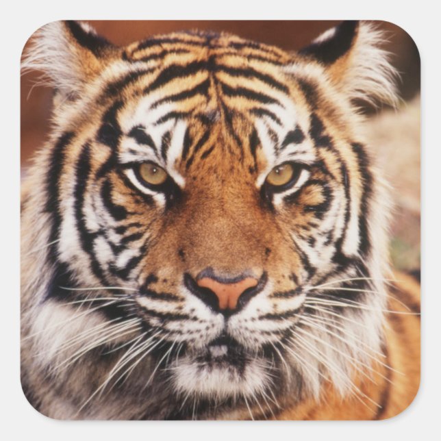 Adesivo Quadrado Tigre-de-sumatra (Frente)