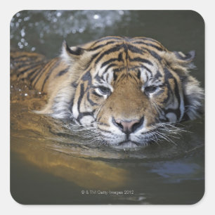 Adesivo Quadrado Tigre de Sumatran, sumatrae de tigris do Panthera