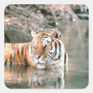 Adesivo Quadrado Tigre em fluxo