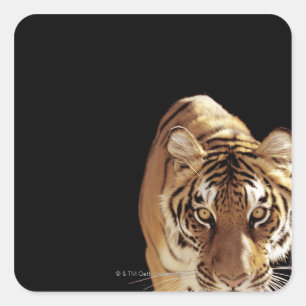 Adesivo Quadrado Tigre (Panthera tigris)