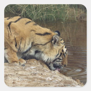Adesivo Quadrado Tigre (Panthera tigris) que sobra água de um