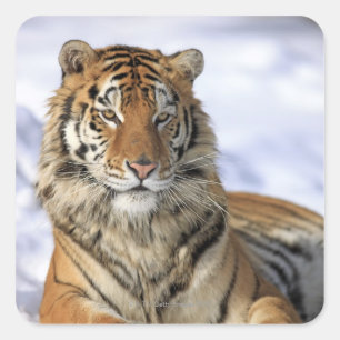 Adesivo Quadrado Tigre Siberian, altaica de tigris do Panthera,