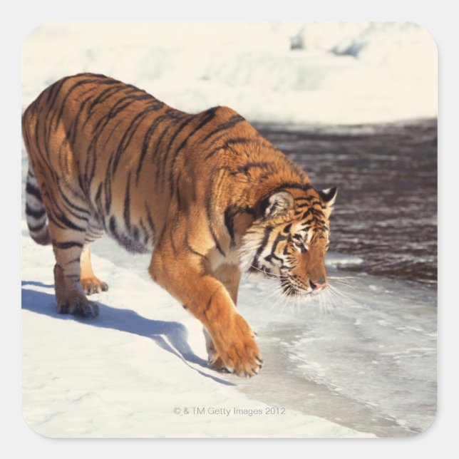 Adesivo Quadrado Tigre siberiano (Frente)