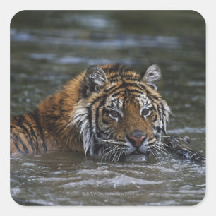Adesivo Quadrado Tigre Siberiano Em Água