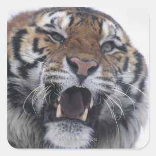 Adesivo Quadrado Tigre Siberiano Snarling