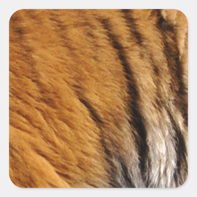 Adesivo Quadrado Tigre-Stripes-Big Cat Wildlife (Frente)