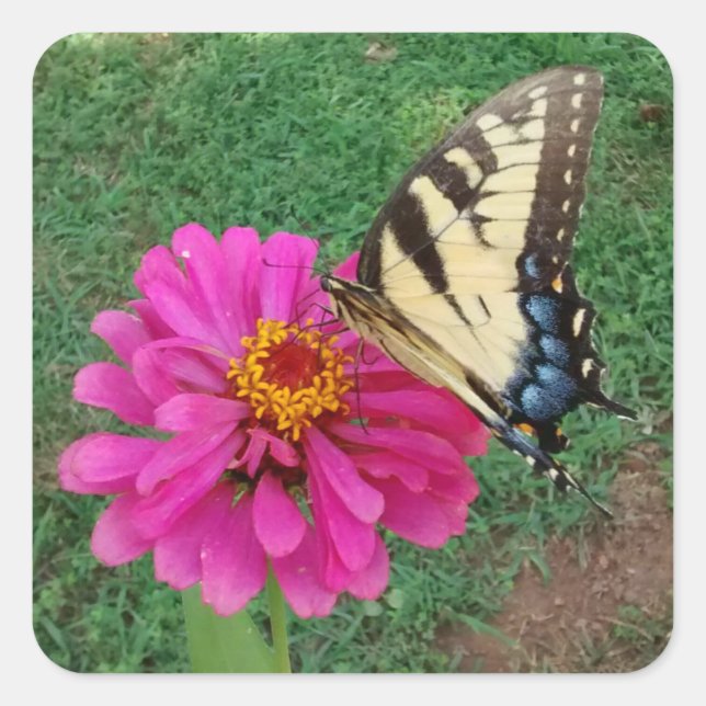 Adesivo Quadrado Tigre Swallowtail na Flor Rosa (Frente)