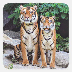 Adesivo Quadrado Tigres, macho e fêmea,