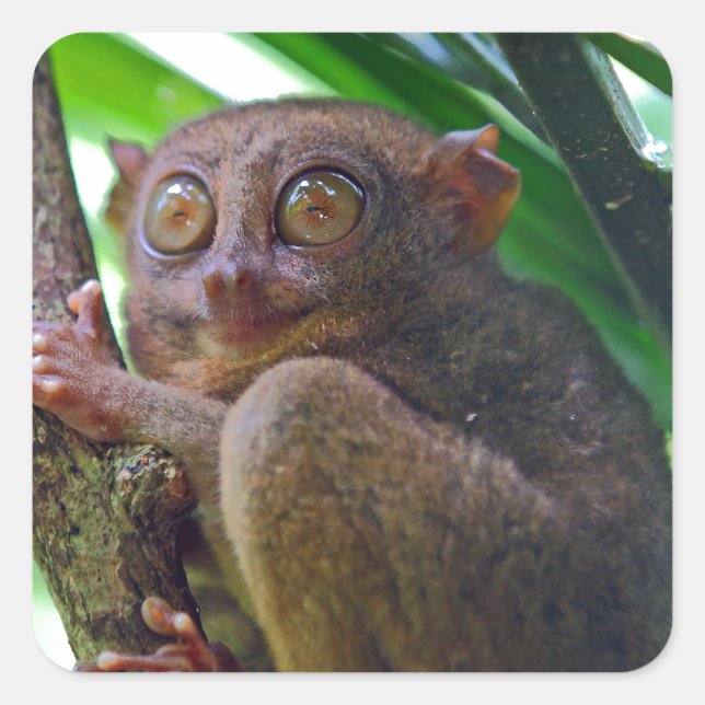 Adesivo Quadrado Tiny Philippine Tarsier (Frente)