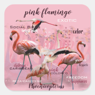 Adesivo Quadrado Tipografia cor-de-rosa   do flamingo personalizado