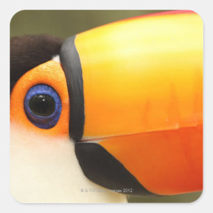 Adesivo Quadrado Toco Toucan (toco de Ramphastos) é o maior