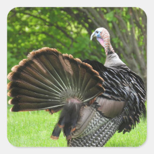 Adesivo Quadrado Tom Turkey Feather Display