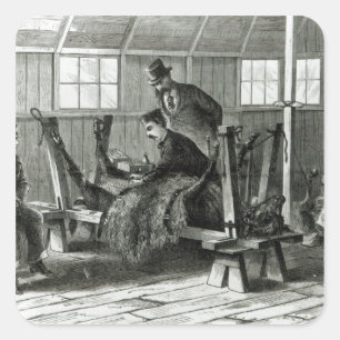 Adesivo Quadrado Tomando o vírus da vitela