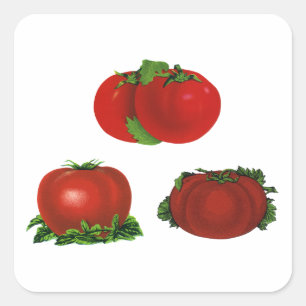 Adesivo Quadrado Tomates Vermelhos Maduros Vintage Comida, Frutas, 