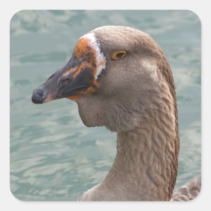 Adesivo Quadrado Toulouse Goose