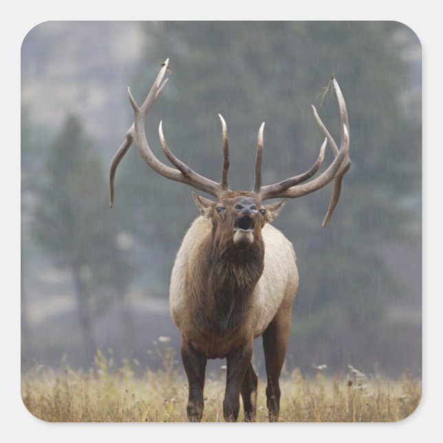 Adesivo Quadrado Touro de Elk Bull, Yellowstone NP, Wyoming 2 (Frente)