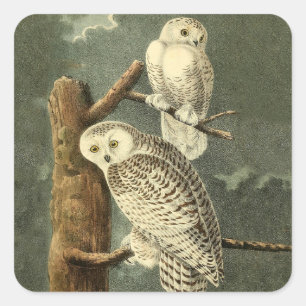 Adesivo Quadrado Trabalho de arte da Ilustração de Arte de Aves A