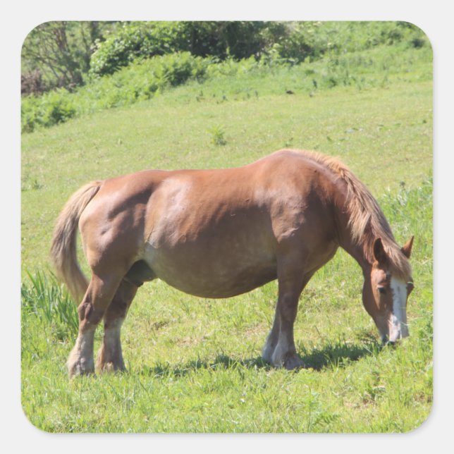 Adesivo Quadrado Trait Breton (Frente)