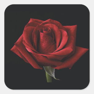Adesivo Quadrado travesseiro decorativo rosa vermelha