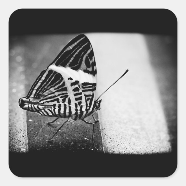 Adesivo Quadrado travessia da borboleta (Frente)