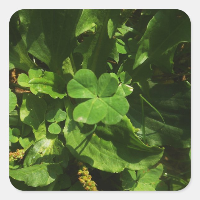 Adesivo Quadrado Trèfle à quatre feuilles (Frente)