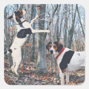 Adesivo Quadrado Treing Walker Coonhound Hunting Stickers