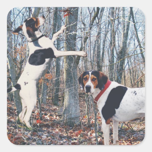 Adesivo Quadrado Treing Walker Coonhound Hunting Stickers (Frente)