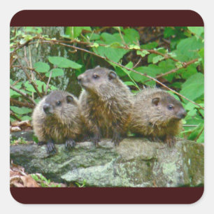 Adesivo Quadrado Três bebê Groundhogs